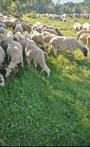     Oi de vânzare, sănătoase și bine întreținute!