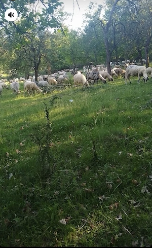    Oi de vânzare, sănătoase și bine întreținute! - imagine 2