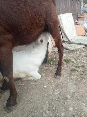 capră la prima fătare cu iadă muriceano schimb cu purcei 