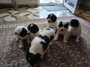Vând căței ciobanesc de bucovina