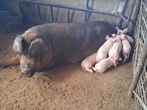 Vind purcele reproducție duroc landrace.  - imagine 4