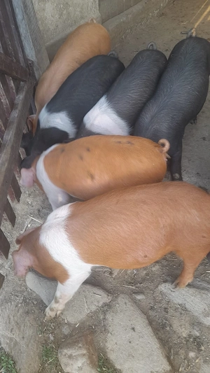 Purcei Bazna-Duroc - imagine 3
