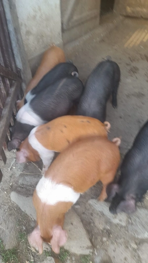 Purcei Bazna-Duroc - imagine 2