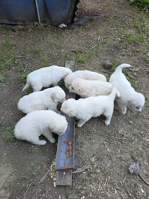  Căutăm familii iubitoare pentru acești bulgărași de iubire!  - imagine 3