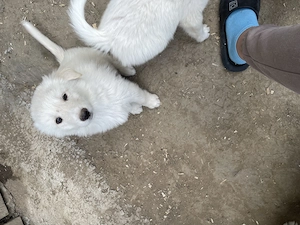  Căutăm familii iubitoare pentru acești bulgărași de iubire!  - imagine 2