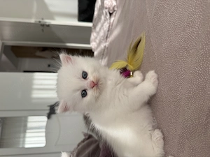 British shorthair - imagine 3