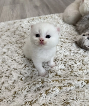 British shorthair - imagine 5