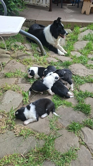 Pui border collie puri