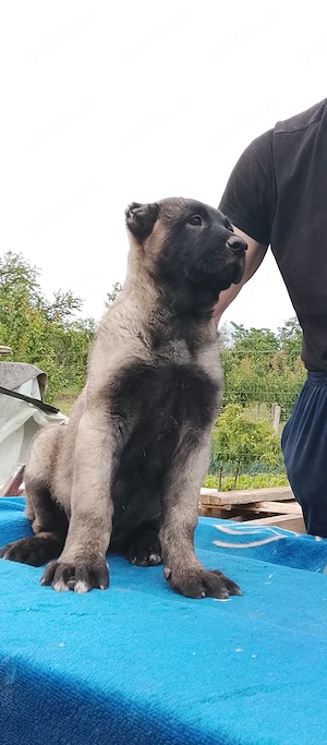 Kangal pui excelenți pentru paza - imagine 4