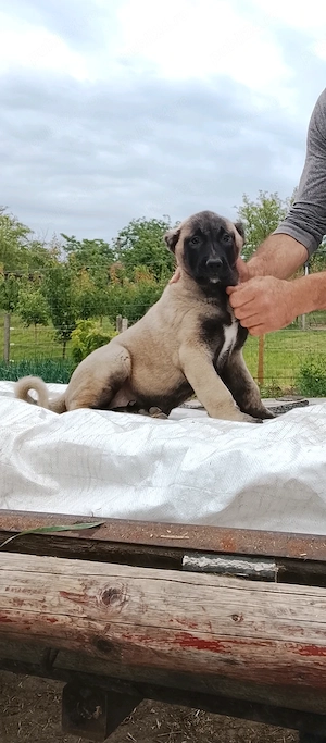 Kangal pui excelenți pentru paza - imagine 2