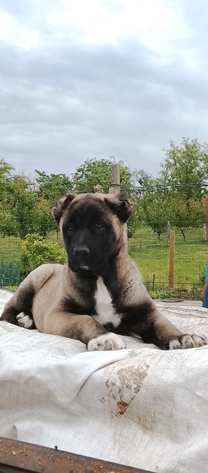 Kangal pui excelenți pentru paza - imagine 3