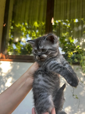Pui british sorthair smoke black tabby superbi - imagine 5