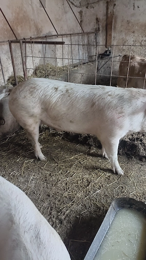 Porc de vânzare 