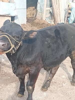vând sferturi de vițel 35 de lei Kg  - imagine 2