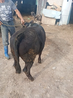 vând sferturi de vițel 35 de lei Kg  - imagine 5