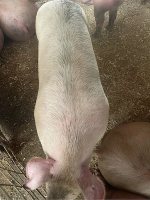 Porci Rasa Carne - imagine 2