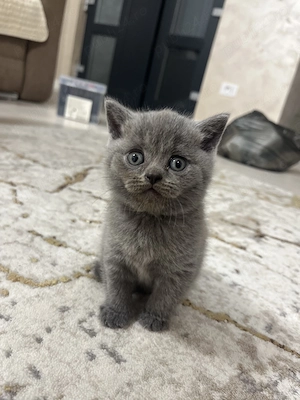 Pisică british shorthair 