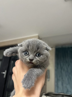 Pisica Scottish fold  - imagine 2