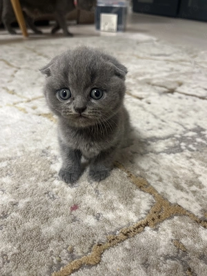 Pisica Scottish fold 