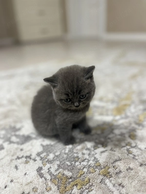 Pisică british shorthair 