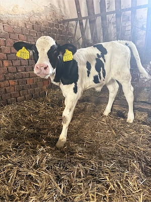 vitea holstein - imagine 2