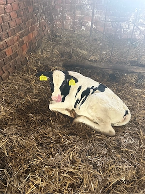 vitea holstein - imagine 3