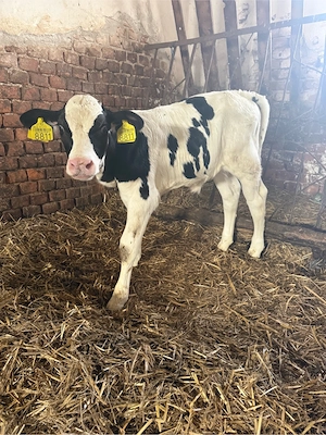 vitea holstein