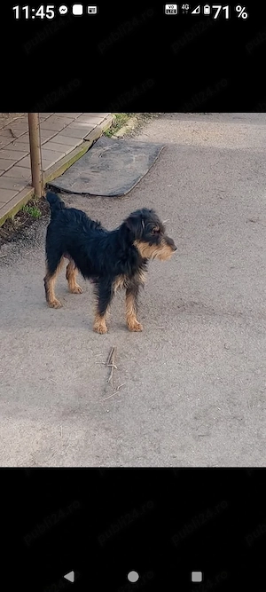 Pui Jagdterrier 