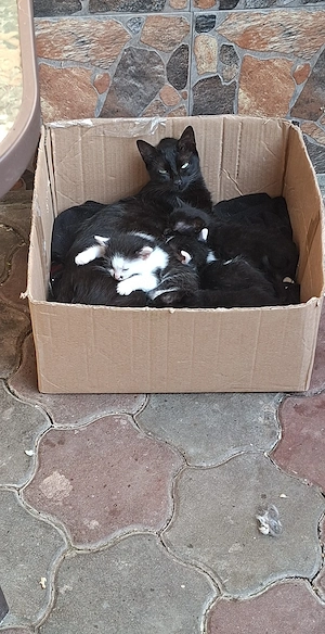 adoptii animale - imagine 2