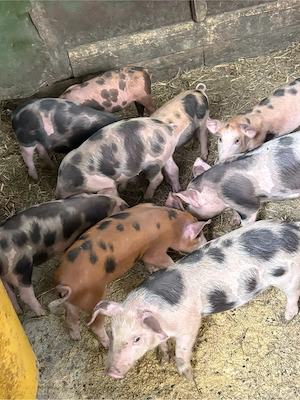 de vanzare porci