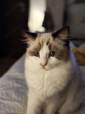 Adoptie pisica cu pui