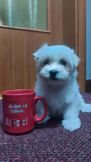 Bichon Maltez 