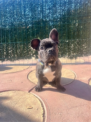 Bulldog francez mascul superb! - imagine 3