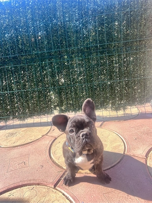 Bulldog francez mascul superb! - imagine 4