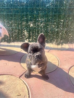 Bulldog francez mascul superb! - imagine 2
