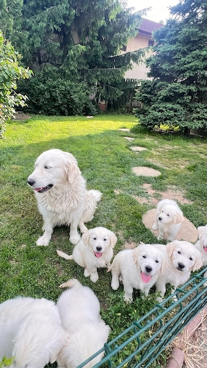 Pui golden retriever superbi! - imagine 4