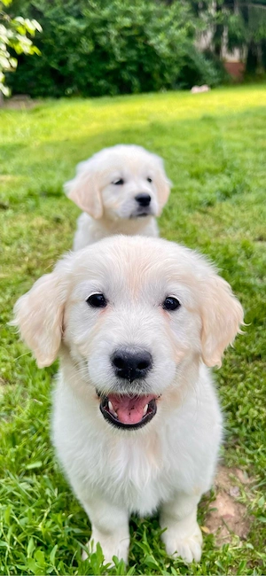 Pui golden retriever superbi! - imagine 2