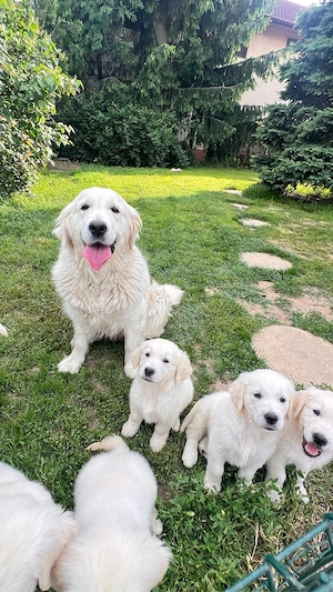 Pui golden retriever superbi! - imagine 3