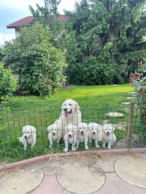 Pui golden retriever superbi!