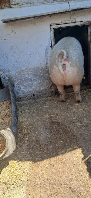 Scroafa de vanzare cu o singura fatare pe 31 ianuarie anul acesta, a fatat 12 purcei, sanatosi. - imagine 5