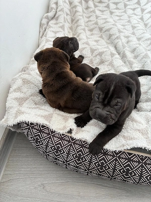 Cățeluși  pui shar pei