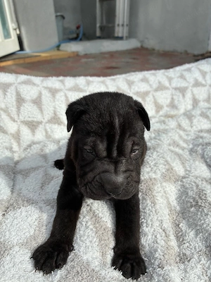 Cățeluși  pui shar pei