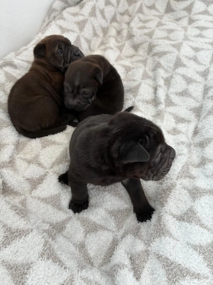 Cățeluși  pui shar pei - imagine 3