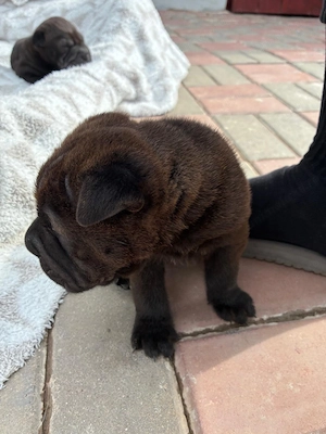 Cățeluși  pui shar pei - imagine 6