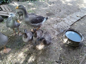 Vand boboci de gaste de Hawaii - imagine 2