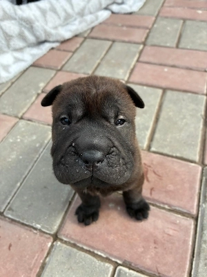 Cățeluși  pui shar pei - imagine 4