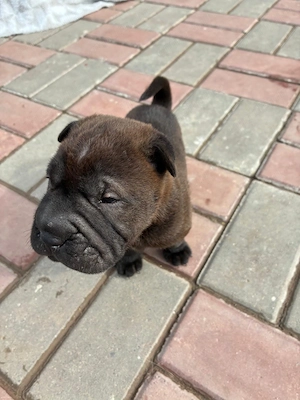 Cățeluși  pui shar pei