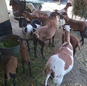 Oi de Camerun de vanzare