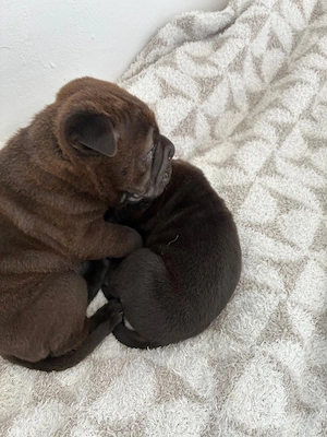 Cățeluși  pui shar pei - imagine 5