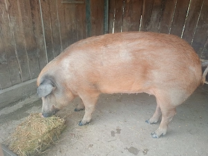 De vânzare scroafă la prima fătare a avut 9 purcei!